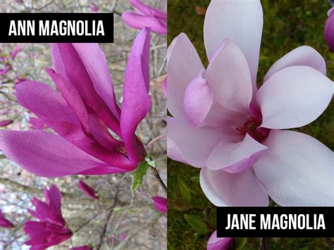 jane_flowers|jane vs ann magnolia tree.